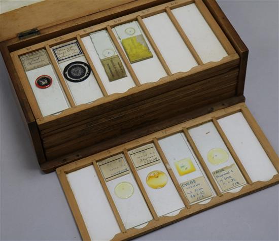 A boxed collection of microscope slides - plant specimens